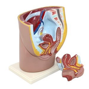 Modèle anatomique de section pelvienne humaine KyrenMed, modèle de système reproducteur en 2 parties, pour femmes et hommes - Product Image 2