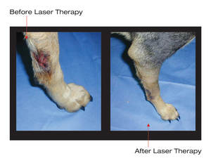 VET Laser Tiermedizinische Arfurla Veterinär-Lasertherapie 60W Diodenlaser für Haustier-Physiotherapie Schmerzlinderung Physiotherapie - Product Image 4