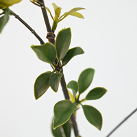 Branches de thé Pu'er artificielles ultra-réalistes, plantes vertes hautement simulées pour la décoration intérieure, les hôtels, les salons et les arrangements floraux.