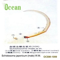Schistosoma Japonicum (male) W.M. Parasite High Quality Lab Histology Microscope Prepared Slides
