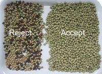 WENYAO Trieuse optique de couleurs à 8 canaux pour légumineuses, lentilles, pois chiches et haricots, à vendre
