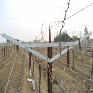 <span class=keywords><strong>Le</strong></span> Nouveau Système de Treillis pour Vignes en Fer avec Finition Galvanisée, Structure de Support en Y Facilement Assemblable pour Vergers - Product Image 2