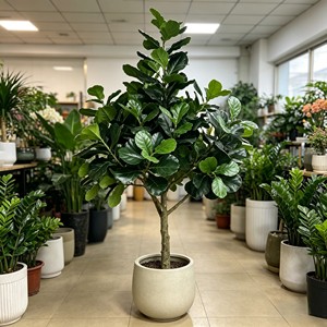 Plantes artificielles de figuier à feuilles de violon, expédiées directement de l'usine. - Product Image 3