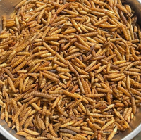 Vers de farine séchés riches en protéines Paul's pour oiseaux, reptiles et poissons d'étang, 1 kg, durée de conservation de 2 ans