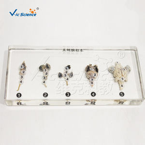 Ensemble de cinq spécimens cérébraux de classe supérieure ; Comparaison des cerveaux des vertébrés ; Poissons, Amphibiens, Reptiles, Oiseaux, Mammifères ; Laboratoire de biologie - Product Image 2