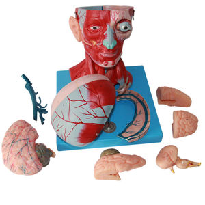 Мышцы головы и шеи и кровеносные сосуды, прикрепленные к мозгу модель анатомической модели головы и лица - Product Image 3