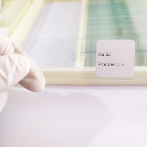 Botanica di Riso Staminali preparati vetrini da microscopio pianta <span class=keywords><strong>slides</strong></span> vetro singolo elemento - Product Image 2