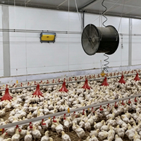 Système d'alimentation automatique pour poulets avec ligne d'eau pour élevage au sol, équipement d'alimentation pour poulets de chair et poules pondeuses