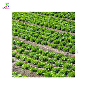 Planteur <span class=keywords><strong>de</strong></span> légumes agricole <span class=keywords><strong>de</strong></span> poivre, <span class=keywords><strong>terre</strong></span> douce, à Double rangée, plantation d'oignon vert - Product Image 2