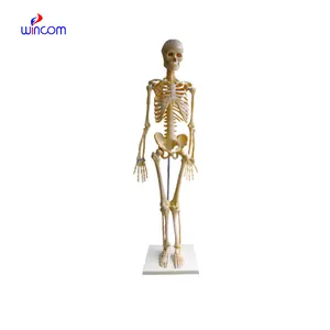 Teaching Model Medical 85CM 170CM Tall PVC Muscles and Ligaments Anatomy Model of the Human Skeleton