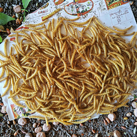 Vente en gros aux fabricants, traitement fin, granulés séchés au micro-ondes, forme de granulés, 100% protéines naturelles, vers de farine secs jaunes, nourriture
