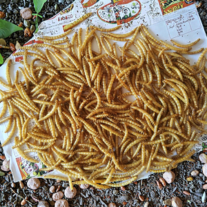 Manufacturers Wholesale <strong>Sale</strong> Fine Processing Microwave Dried Pellet Shape 100% Natural Protein Dry Mealworms Yellow Food - Product Image 6