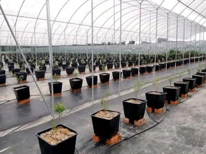 Jiapei ต่ำ <span class=keywords><strong>cos</strong></span> ต้นไม้ผลไม้เรือนกระจกฟิล์มพลาสติกอุโมงค์เรือนกระจกสตรอเบอร์รี่ที่รับน้ำหนักได้มาก - Product Image 6