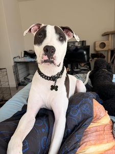 Collar de Acero Inoxidable para Perros Pequeños, Medianos y Grandes, Collar Resistente de Eslabones Cubanos para Perros <span class=keywords><strong>American</strong></span> <span class=keywords><strong>Bully</strong></span> y Bulldog Francés - Product Image 4