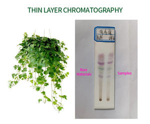 Chinees supplement Hederacoside C Hedera Helix <span class=keywords><strong>extract</strong></span> poeder gedroogd kruid klimopblad <span class=keywords><strong>extract</strong></span> - Product Image 3