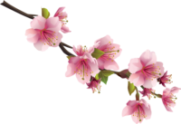 Ekstrak Herbal Bubuk Bunga Sakura 100% Alami, Larut dalam Air, Kualitas Makanan, Ekstraksi Pelarut, Kemasan Drum