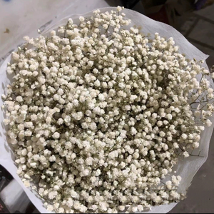 Bouquet di Fiori Secchi di Gypsophila, Piante Naturali Conservate per Matrimoni, Feste, Decorazioni Fai-da-Te in Stile Boho per la Casa - Product Image 3