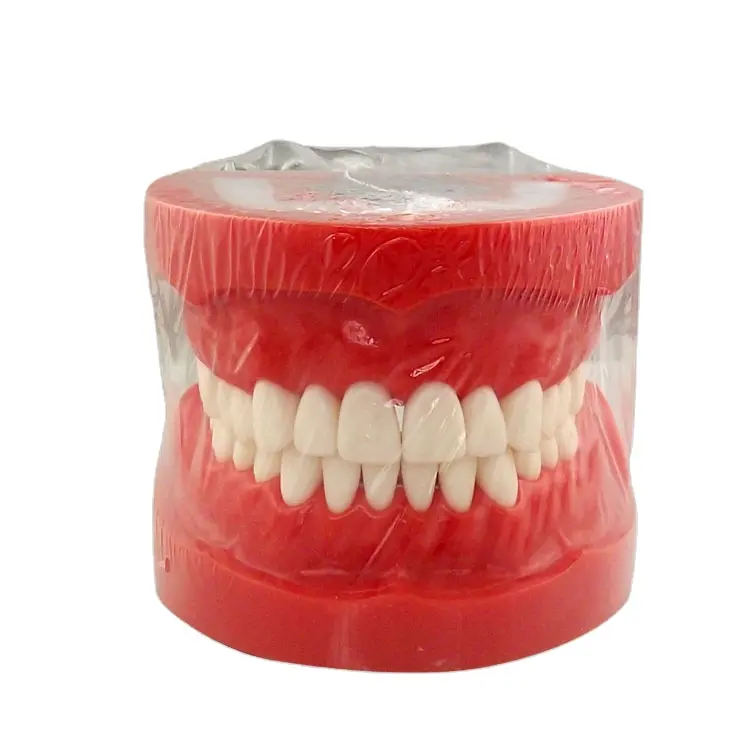 Стоматологические продукты, стоматологические модели зубов, высококачественные стоматологические модели зубов