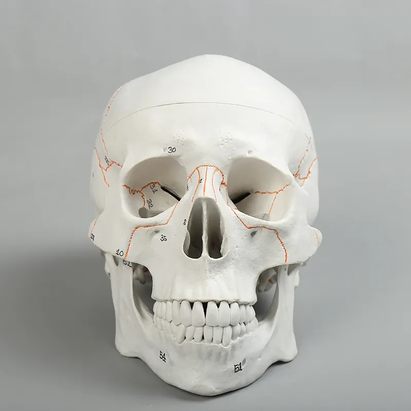 大人の頭蓋骨スケルトンスカルバックルのPVC解剖学的人間モデル