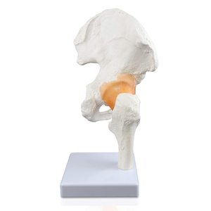 Khoa Học Cổ Điển chức năng hip khớp mô hình khớp nối với kích thước cuộc sống linh hoạt dây chằng hip xương dây chằng hip chăm sóc mô hình - Product Image 3