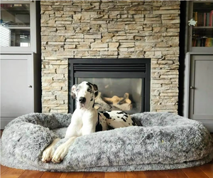 Bequemes Großes Ovales Hundebett für Menschen für tiefen Schlaf für große Hunde Weiches Flauschiges Orthopädisches Schaumstoff-Hundebett in Menschengröße - Product Image 1