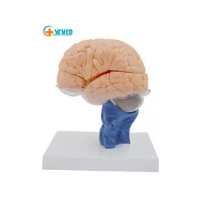 Modelo de anatomia do cérebro natural para ciências médicas, estrutura neural, equipamento de laboratório, recursos de ensino