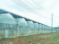 Dernière Technologie Couverture de Serre Monospan pour l'Agriculture Légumière Serre Tunnel Commerciale avec Matériau en Film