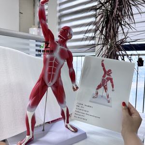 Figurine musculaire de haute qualité de 50 cm, décoration de bureau, modèle pédagogique - Product Image 4