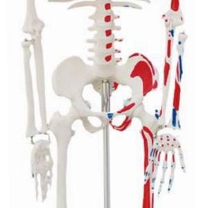 Human Life Size <strong>Vivid</strong> <strong>Full</strong> Body Anatomy 180cm Skeletons Model with Spinal Nerve Muscles for Medical Schools CE and ISO - Product Image 5