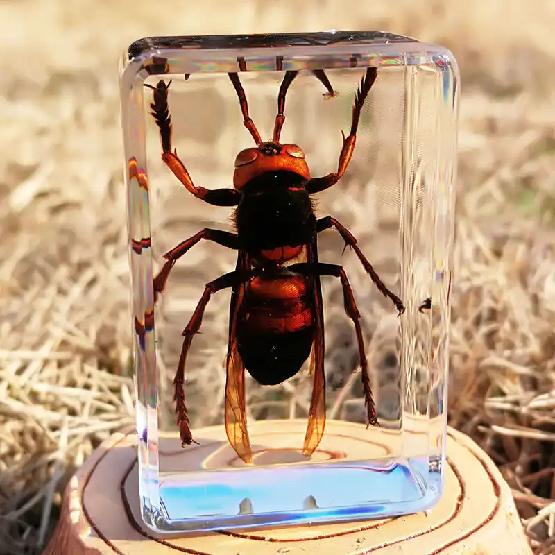 เครื่องประดับเรซิ่นใสตัวอย่างแมลงจริง,ด้วงแมงป่องสัตว์แมงมุมน้ำหนักสัตว์อุปกรณ์เสริมสำหรับสัตว์
