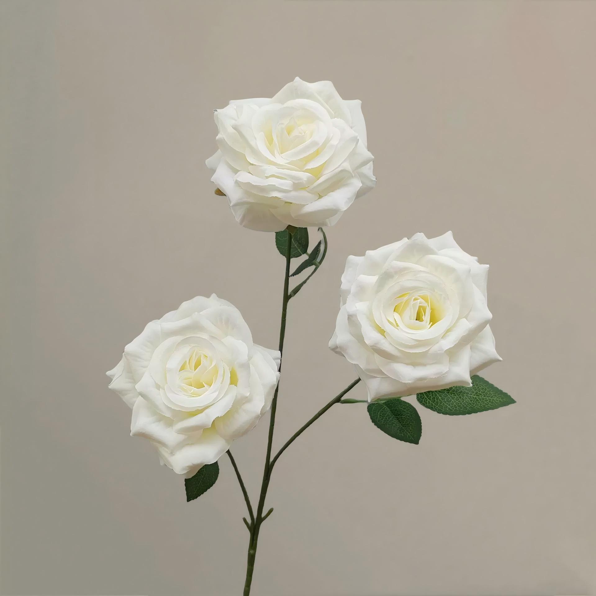 Creamy White