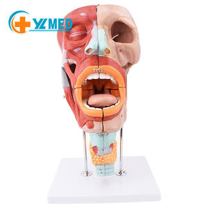 Modelo médico de anatomia da garganta da cavidade nasal humana, modelo em tamanho real para estudo em sala de aula de ciências, laringofaríngeos - Product Image 2