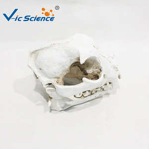 Modèle de crâne de chien détachable ; structure anatomique du crâne canin ; outil pédagogique pour la formation vétérinaire. - Product Image 2