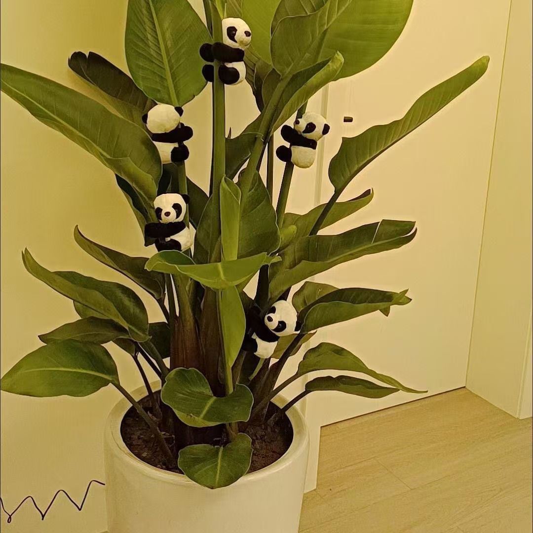 5 pinces à cheveux panda