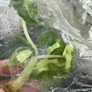 Plantes populaires Minhui Alocasia Sarian <span class=keywords><strong>Albo</strong></span> panaché naturel 3-6cm - Product Image 2