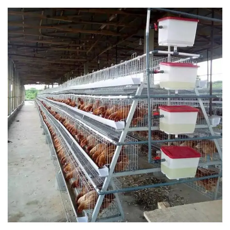 אירופה מפעל סוג תרנגולות מטילות סוללה עוף כלוב עם עוף בית עבור אפריקה