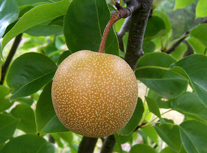 Peras Dulces Frescas para Exportación, Variedades Ya / Crown / <span class=keywords><strong>Anjou</strong></span> Disponibles, Suministro al por Mayor para Minoristas e Industria Alimentaria - Product Image 2