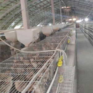 Full Automatic Baby Layer Broiler Chicken Brooder Day Old Chick Battery Pullet Cages