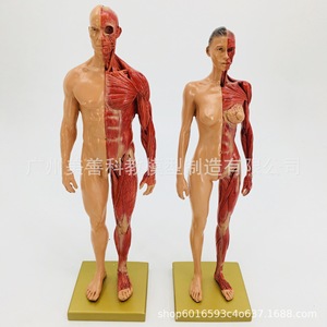Modèle de muscle humain, tissu, squelette, modèle anatomique, modèle pédagogique pour étudiants en médecine, vente directe du fabricant. - Product Image 2