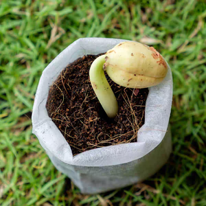 Chất Lượng Cao Phân Hủy Sinh Học Trắng Thoáng Khí Không Dệt Nhà Máy Phát Triển Hạt Giống Cây Trồng - Product Image 2