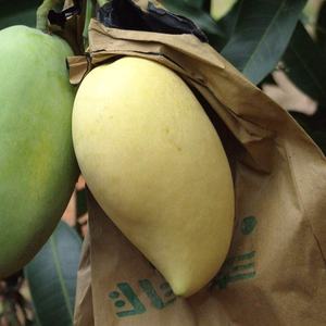 Kantong Kertas Mangga Anti Air Sampel Gratis, Kantong Pelindung Mangga, Kantong Kertas Penumbuh Buah Mangga - Product Image 4