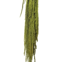 LUYI LUYI-1 Fleurs séchées d'amarante préservées pour la décoration de Noël et de mariage, longue durée (3-5 ans), matériaux pour arrangements DIY