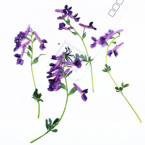 <span class=keywords><strong>Flores</strong></span> Secas Naturales Prensadas de <span class=keywords><strong>Corydalis</strong></span> Fumewort con Tallos para Manualidades, Bodas, Decoración del Hogar y Festividades - Product Image 4