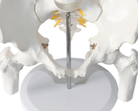 Modelo Anatómico de Pelvis Humana de PVC, Recursos de Enseñanza de Ciencias Médicas, 25.5x20x41cm, para que los Estudiantes Comprendan la Estructura Humana