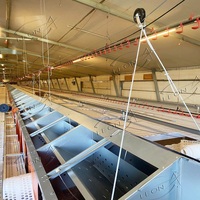 Système d'alimentation automatique en chaîne pour volailles, équipement avicole automatique pour poules pondeuses