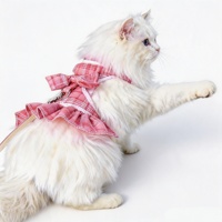 Ensemble Harnais et Laisse pour Animaux de Compagnie, Harnais Gilet Type Rower, Réfléchissant, pour Chatons, Chiots, Chiens et Chats, pour la Marche en Extérieur, Rapide et Tendance