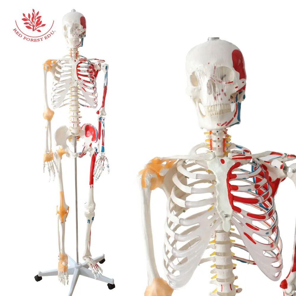 FRT002โครงกระดูกมนุษย์รุ่นกายวิภาค170ซม. Hemimuscle และ Hemiligament สามารถแสดงรายละเอียดเพิ่มเติม