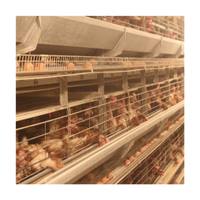 Design moderne Cage de batterie automatique de type H pour poules pondeuses Cage pour animaux d'élevage de volaille en nouvel état