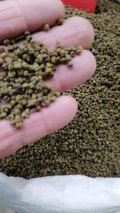 वू झू यू चीन थोक सूखे एओडिया फ्रुक्टस जामुन ईओडिया रोटेका फल बिक्री के लिए नहीं निकाले - Product Image 4