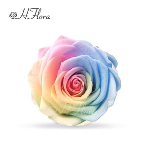 زهري رائج البيع لون وردي محفوظ رأس 7-8 قوس قزح متعدد الألوان طبيعي أزهار أبدية لتزيين الطاولة DIY - Product Image 1